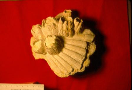 Pecten with Barnacles